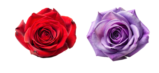 Beautiful Rose Head Flower Collection. Perfect for Invitations and Digital Art
