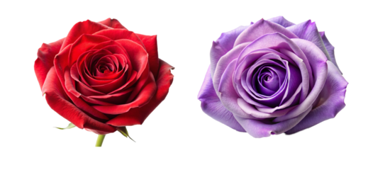 Beautiful Rose Head Flower Collection. Perfect for Invitations and Digital Art