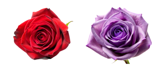 Beautiful Rose Head Flower Collection. Perfect for Invitations and Digital Art