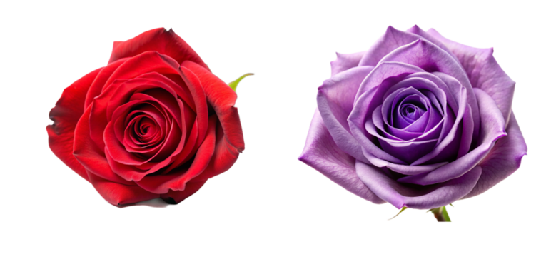 Beautiful Rose Head Flower Collection. Perfect for Invitations and Digital Art