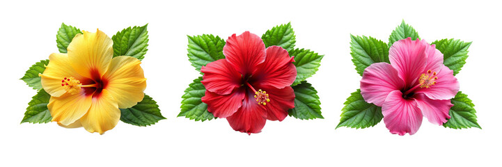 Vibrant Hibiscus Flower Collection on Transparent Background for Digital and Print Media