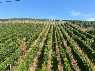a vineyard along the Rhine in Germany