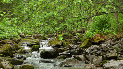 Large stones in the bed of a stream cascading down from the mountains through a dense summer forest.