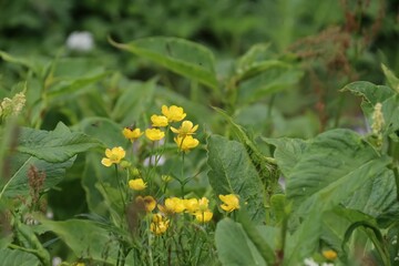 夏の木曽駒ケ岳に咲く花。ミヤマキンポウゲ。