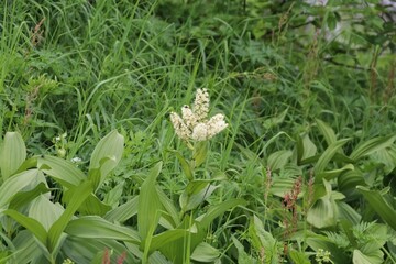 夏の木曽駒ケ岳に咲く花。コバイケイソウ。