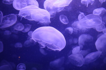 jelly fish in the water