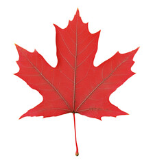 Obraz premium A bright red maple leaf, symbolizing the iconic Canadian flag. High-quality PNG with transparent background