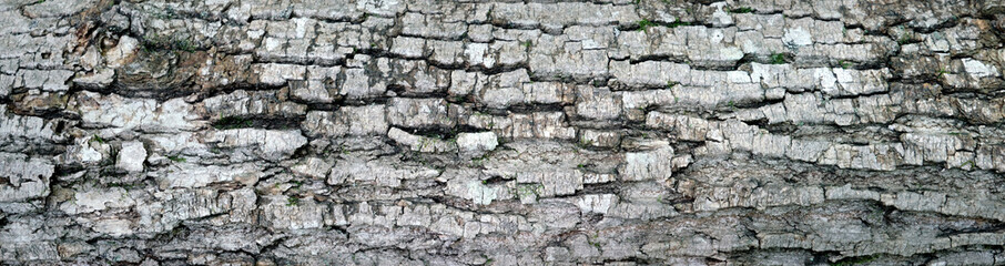 Tree bark textured background with cracks and rough edges. Organic rustic texture from nature.