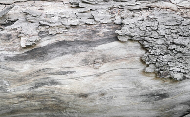 Tree bark textured background with cracks and rough edges. Organic rustic texture from nature.