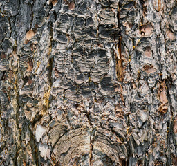 Tree bark textured background with cracks and rough edges. Organic rustic texture from nature.