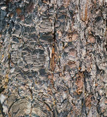 Tree bark textured background with cracks and rough edges. Organic rustic texture from nature.