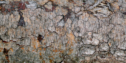 Tree bark textured background with cracks and rough edges. Organic rustic texture from nature.