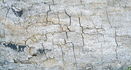 White and gray tree bark textured background with cracks and rough edges. Organic rustic texture from nature. 