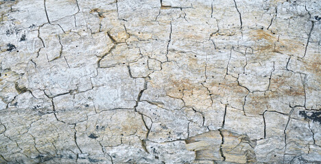 White and gray tree bark textured background with cracks and rough edges. Organic rustic texture from nature. 