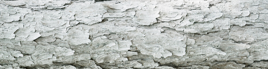 Tree bark textured background with cracks and rough edges. Organic rustic texture from nature.
