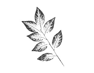 Black and white floral leaves and branch of botanical print. Plain leaf sketched art on plain white background. 