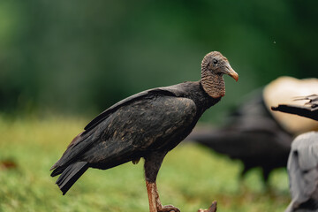 Black Vulture