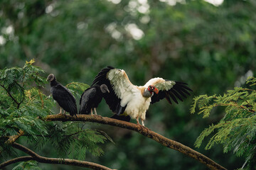 King Vulture and Black Vulture