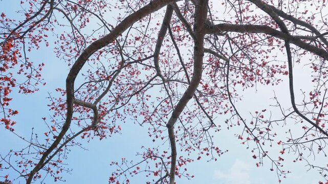 Bombax ceiba flower branch blooming on blue sky background