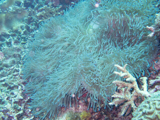 Obraz premium Heteractis crispa