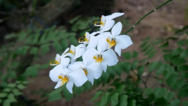 Phalaenopsis amabilis on a tree, commonly known as anggrek bulan in Indonesia. Beautiful white moon orchid flower swaying in the wind