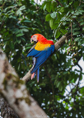 scarlet macaw