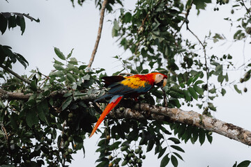 scarlet macaw