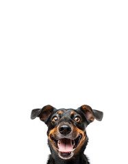 Fototapeta premium Photo of happy excited dog