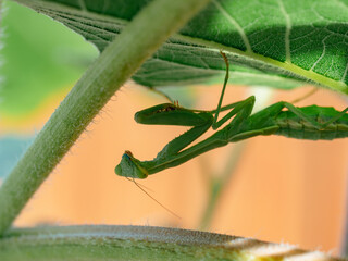 Praying mantis under leaf 