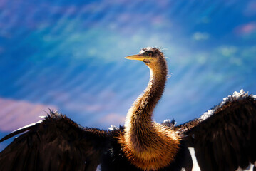 An anhinga drying his feathers by a lake.