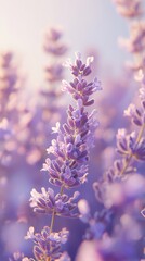 Obraz premium Close-up of lavender flowers in bloom