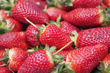  Ripe Red Strawberries in a bowl on table 