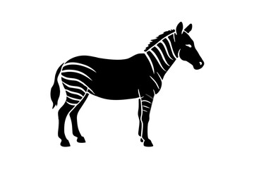 zebra animal, zebra illustration white background