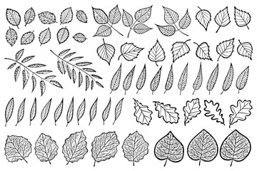 Set of dry autumn leaves isolated on white background, vector design