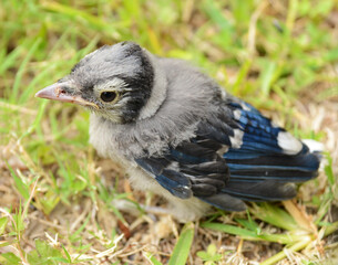 Baby bluejay in grass