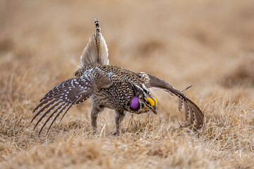 Sharp-tailed Grouse male displaying takekn in central Minnesota