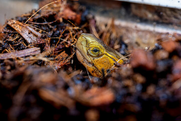 セマルハコガメ