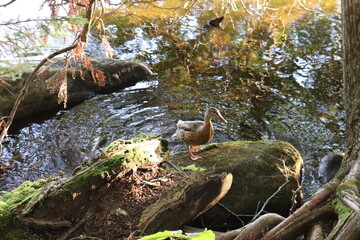 Wildlife and a duck on a rock. Beautiful bird on a lake. Autumn background with a duck and water. Environment and biodiversity.