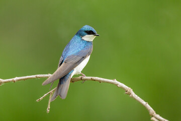 Fototapeta premium Tree Swallow taken in central MN