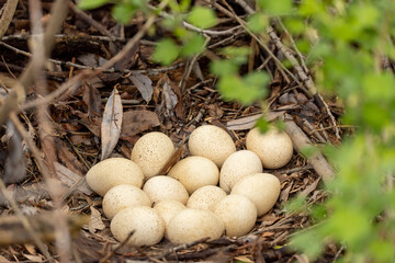 Wild Turkey nest and eggs taken in central MN