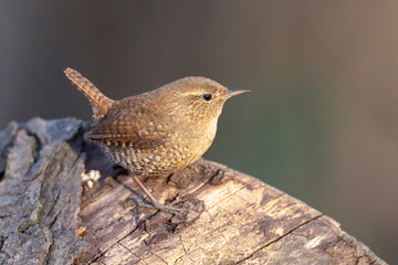 Winter Wren taken in southerm N