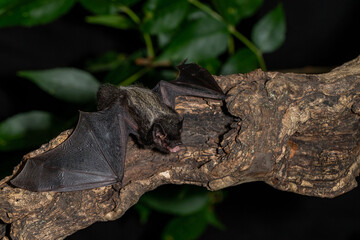 Silver-haired Bat taken in southern MN under controlled conditions