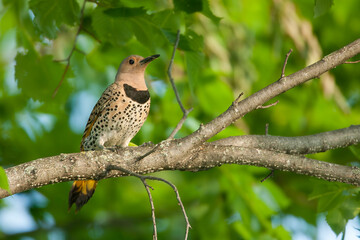 Northern Flicker female