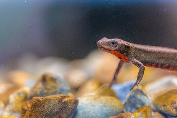 アカハライモリ