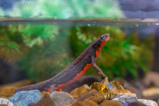 イモリ　アクリル画　原画 dde5a5d54eed207d9bacd6af4e0a91