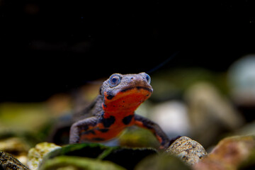 アカハライモリ