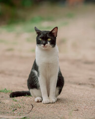 cat sitting outdoors with bokeh background