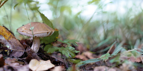 Leccinum, a genus of edible bolete mushrooms, growing near the base of birch trees in northern forests. These fleshy, porous caps make a delicious addition to soups, stews.