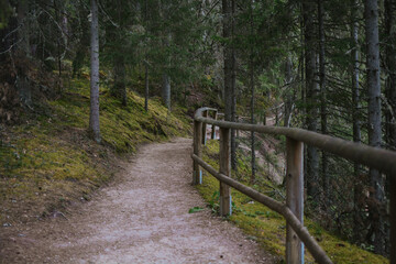 Fototapeta premium path with wooden railings in the middle of a forest with moss and trees