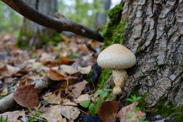 Thriving on the fallen poplar wood, the Pholiota populnea mushroom helps transform the decaying trunk into fertile soil, sustaining the health of the surrounding forest.